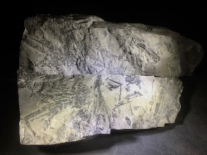 Fossil Leafs Group (Positive & Negative) from Nordheim-Westfalen, Germany (No.1) 