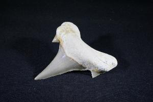 Otodus obliques Lamna Shark Tooth, from Khouibga, Nr Oued Zem, Morocco (No.17)