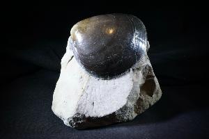 Plagiostoma Giganteum Bivalve, from Lavernock Point, South Wales, U.K. (No.18) 