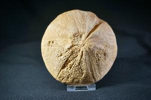Clypeus Ploti Sea Urchin, from Cheltenham, England (REF:219)  