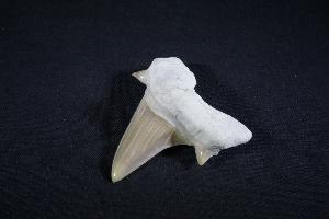 Otodus obliques Lamna Shark Tooth, from Khouibga, Nr Oued Zem, Morocco (No.39)