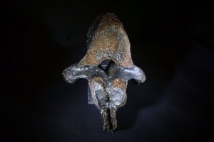 Woolly Rhino Vertebra Bone, from North Sea Area, Ice Age (No.620) 