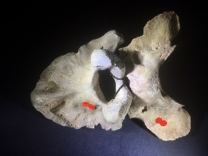 Cave Bear Vertebra (set), from Austria (No.83)