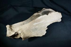 Woolly Rhino Scapula Bone, from North Sea Area, Ice Age (REF:86)