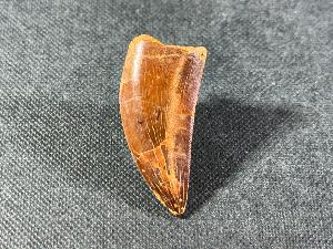 Carcharodontosaurus Dinosaur Tooth, from Sahara Desert, Morocco (REF:CDT7)