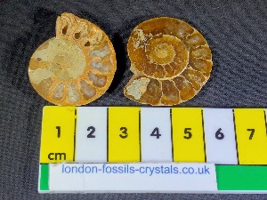 Desmoceras  - Ammonite - Half Madagascan Ammonite (Selected)