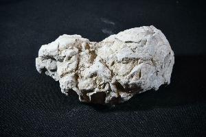 Dinosaur Coprolite, from Two Medicine Formation, North West Montana, U.S.A. (REF:DC9)
