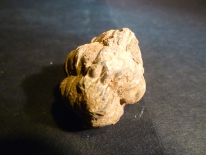 Trilobite - Flexicalymene Rolled Trilobite (No.22)