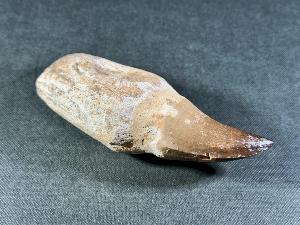 Rooted Mosasaur Tooth, from Oued Zem Region, Morocco (REF:MOSRT30)
