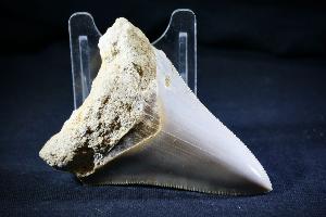 Megalodon Tooth, from Baduang Formation, Surade Bandung, West Java, Indonesia (REF:MT1) 