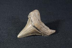 Megalodon Shark Tooth, from South Carolina, U.S.A. (REF:MT11)