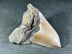 Megalodon Shark Tooth, from South Carolina, U.S.A. (REF:MT31)