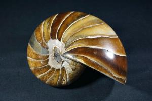 Polished Nautilus, from Madagascar (REF:NM2)
