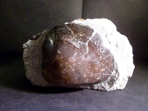 Plagiostoma Giganteum Bivalve, from Lyme Regis, ENGLAND (No.100)