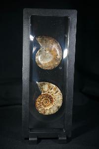 Phylloceras Ammonite Halves (In Display Case) (REF:PAH1)
