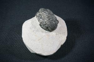 Gerastos S.P. Trilobite, from Atlas Mountains, Morocco (REF:GTM7)