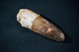 Spinosaurus Tooth, from Morocco (REF:SDT605)