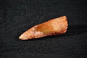 Spinosaurus Dinosaur Tooth, from Morocco (REF:SDT9)