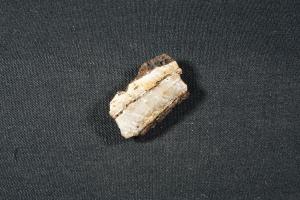 Stromatolite (Microbial), from Dresser Formation, Western Australia (REF:SS16)
