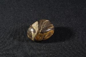 Polished Acaciella Stromatolite, from Bitter Spring Formation, Ross River, Northern Territory, Australia (REF:SS24)