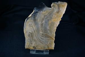 Stromatolite from Bay of Birsay, Orkney, Scotland, UK (REF:SS4)