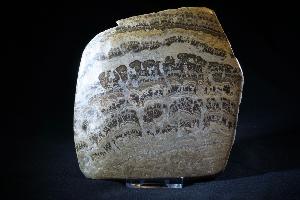 Stromatolite, from Scotland (REF:SS8)