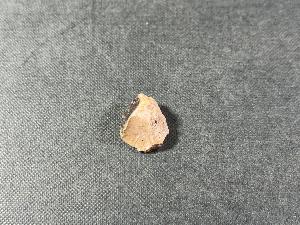Tyrannosaurus Rex (T.Rex) Bone Fragment, from Hell Creek Formation, Eastern Montana, USA (REF:TREX59)