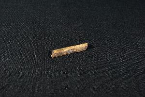 Tyrannosaurus Rex Bone Fragment, from Hell Creek Formation, Eastern Montana, USA (REF:TREX8)