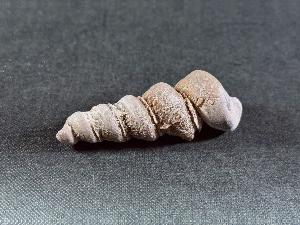 Turritella Shell, from Virginia, U.S.A. (REF:TURR4)