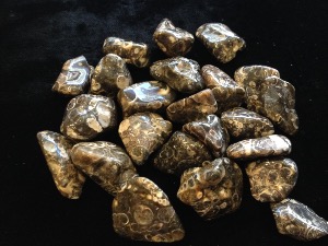 Agate - Turritella - Tumbled Stone - Fossilised Shells