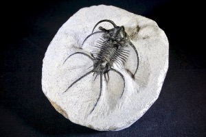 Ceratarges s.p. Trilobite, from Morocco (No.136)