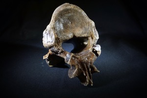 Bison Vertebae Bone, from North Sea Area, Ice Age (No.34)