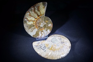 Cleoniceras Ammonite Halves, from Madagascar (No.632)