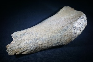 Mammoth Leg Bone Fragment, from North Sea Area, Ice Age (No.821)