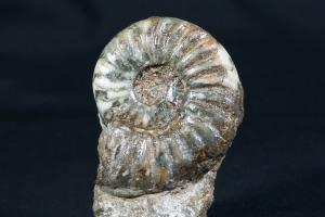 Aegasteroceras saggitarium Ammonite, from Scunthorpe, England, UK (REF:AEG2)