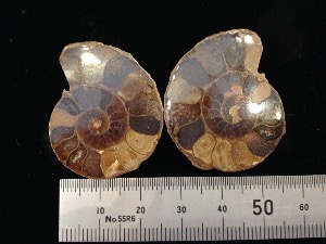 Desmoceras - Ammonite - Two halves Ammonite (Selected)
