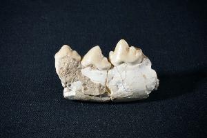 Ictitherium Tooth & Jaw, from Gansu Province, China (REF:ITJ4)