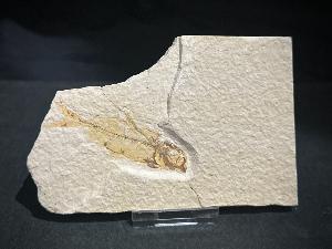 Knightia Fossil Fish, from Green River Formation, Wyoming, U.S.A. (REF:KNTIAFISH3)