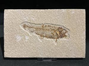 Knightia Fossil Fish, from Green River Formation, Wyoming, U.S.A. (REF:KNTIAFISH6)