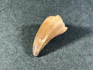 Mosasaurus Tooth, from Morocco (REF:MOST16)