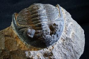 Metacanthina Trilobite, from Morocco (REF:MT1)