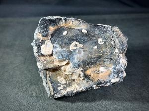 Mammoth Tooth Segment, from Florida, U.S.A. (REF:MTOOTH2)