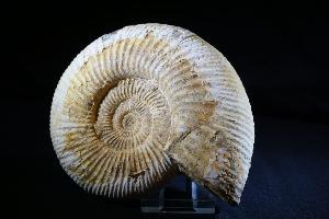 Perisphinctes Ammonite, from Madagascar (REF:PERIS2)