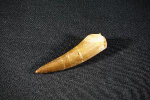 Plesiosaur Tooth, from Morocco (REF:PT5)