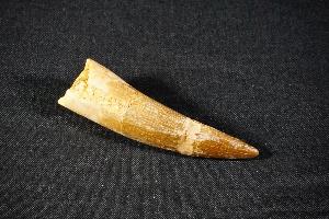 Elasmosaurus Plesiosaur Tooth, from Khouribga, Morocco (REF:PT6)