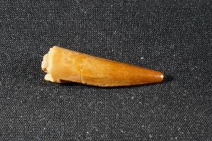 Pterosaur Tooth, from South East Morocco (REF:FPTM3)