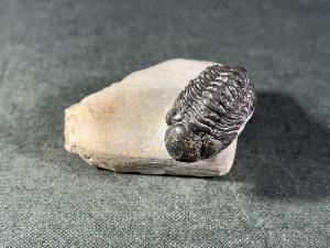 Reedops maurulas Trilobite, from Mount Atchana, Morocco (REF:RETRI4)