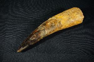 Spinosaurus Dinosaur Tooth, from Morocco (REF:SDT3)