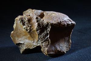 Woolly Rhino Vertebra Bone, from North Sea Area, Ice Age (REF:WRB3)