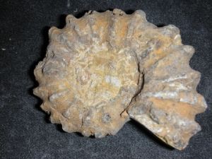 Douvilliceras Ammonite  (21)